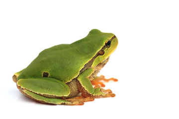 isolated tree frog