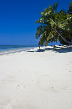 White sand beach with palmtree in Pulau Sipadan