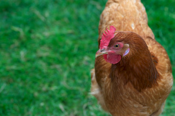 A healthy, free range, brown, garden hen (text space on left)