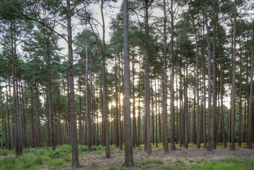 View through trees in forest with sun rising in background and f