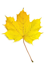 Autumn yellow maple leaf
