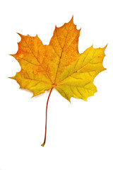Autumn yellow maple leaf