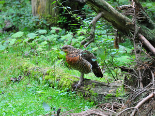 Junges Auerhuhn (Tetrao urogallus)