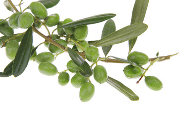 green iraqi olives on white
