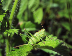 grasshopper