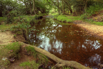 Beautiful lush forest scene with stream and touch of autumn colo