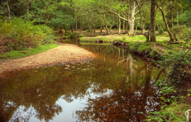 Beautiful lush forest scene with stream and touch of autumn colo