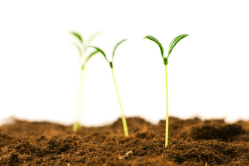 Green seedling illustrating concept of new life