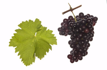 leaf and grapes of red trollinger