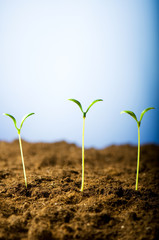 Green seedling illustrating concept of new life