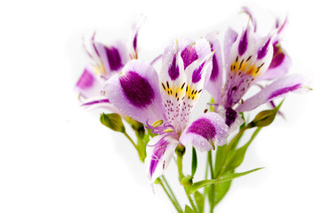 Alstroemeria bouquet