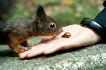Eichhörnchen füttern