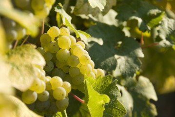 whte grapes in a vineyard