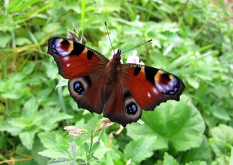 Papillon ' Paon du jour ' sur une fleur de luzerne