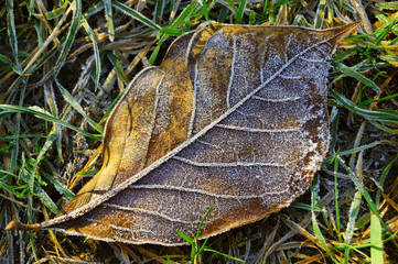 Background from autumn leaves