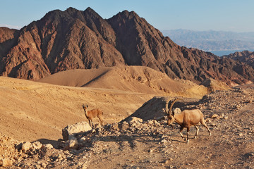 Family wild mountain goats in desert