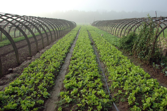 Fototapeta Farming in China