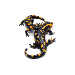 salamander