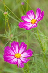 2つのコスモス