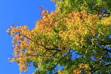 Tree in Fall II