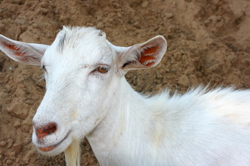 She-goat portrait