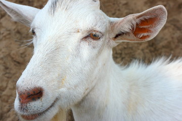 She-goat portrait