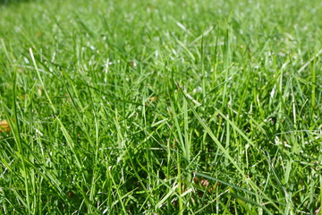 Fresh young spring grass