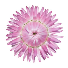 Pink Strawflower, Helichrysum bracteatum Isolated on White