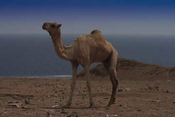 Camel beside the Red Sea