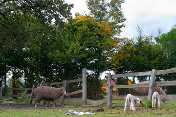 Naklejka premium sheep