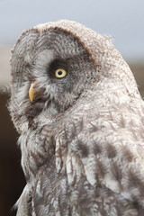 great grey owl