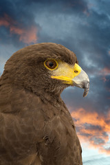 Royal Eagle’s head.