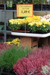 Herbstblumen