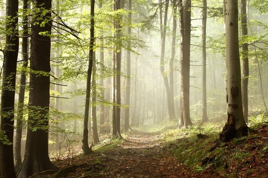 Fototapeta Path in the autumn woods in the sunshine after a rainfall