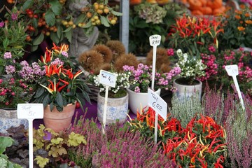 Blumen vom Markt