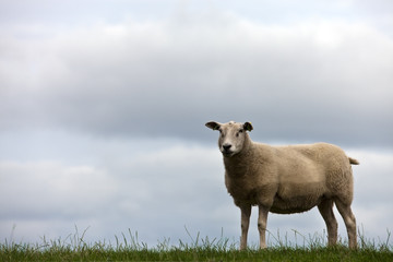 Fototapeta premium one sheep in grassland