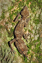 Beautiful Leaftail Gecko (Saltuarius cornutus) sitting on trunk