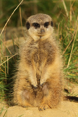 Fototapeta premium Little meerkat