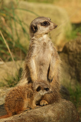 Mother meerkat with baby