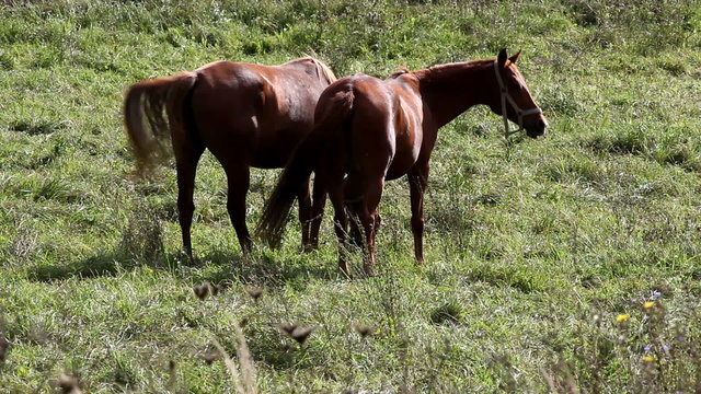Horses grazing in a green meadow