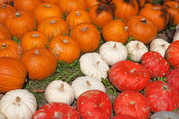 Colorful pumpkins
