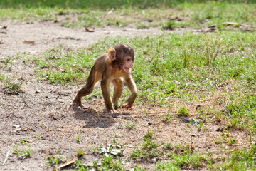 very young baby monkey in the nature