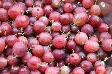 Groseilles à maquereaux