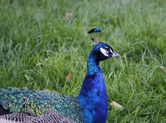 Obraz premium Blue peacock