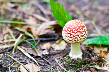 mushroom