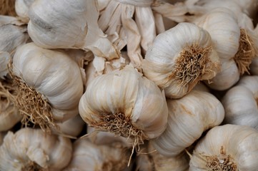 garlic