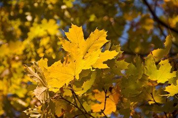 Maple branch with yellow leaves. Shallow depth of field.