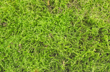 background from green forest moss