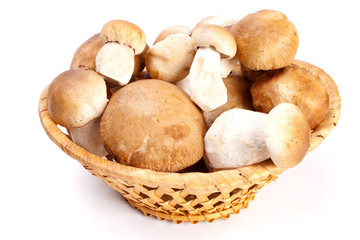 boletus edulis in a basket