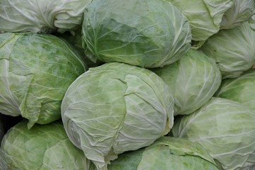 Obraz premium cabbage